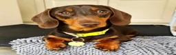 Miniature Dachshund dogs for stud: Mr Brown VERY SMALL Health tested KC reg Stud in Romford - Advert 1