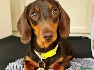 Miniature Dachshund dogs Mr Brown VERY SMALL Health tested KC reg Stud in Romford - Advert 6