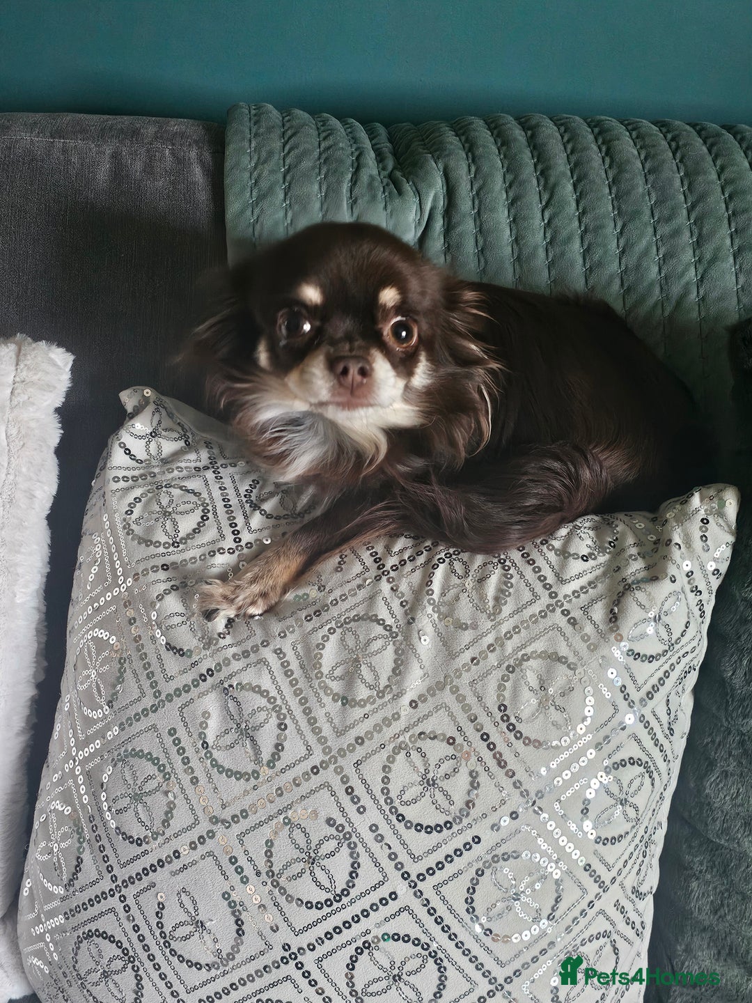 Chihuahua dogs for sale: Long hair tri chocolate apple head chihuahuas  - Advert 9