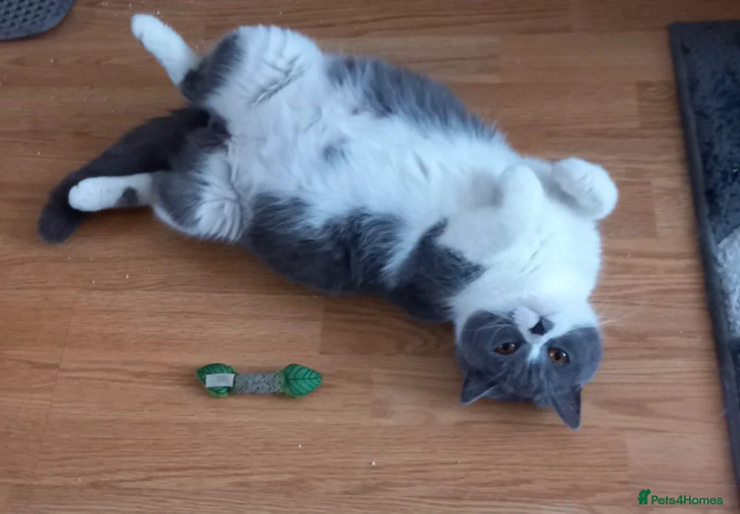 British Shorthair cats for sale: British shorthair kittens due this week. - Advert 1