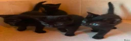 Domestic Shorthair cats for sale: Black Kittens For Sale  - Advert 12