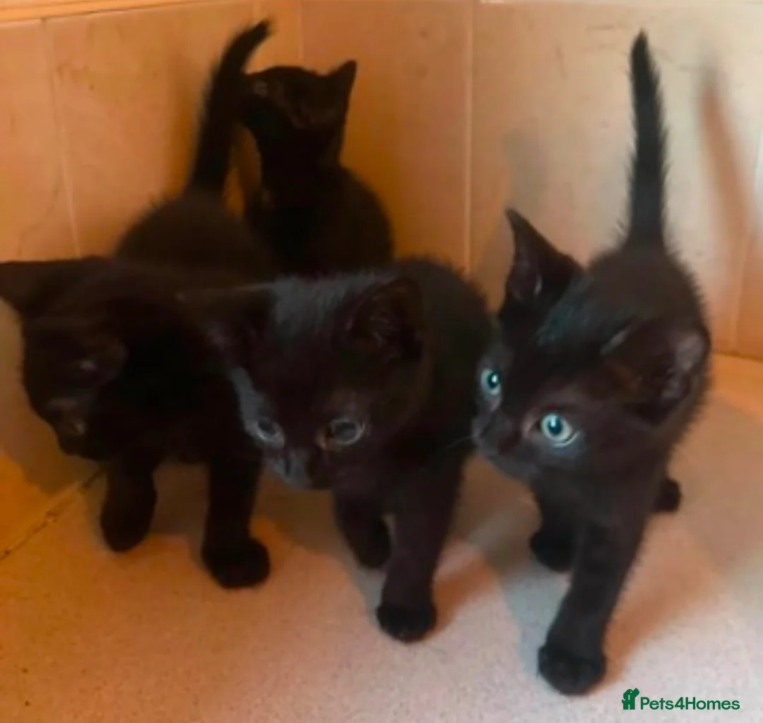 Domestic Shorthair cats for sale: Black Kittens For Sale  - Advert 12