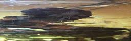 Plecos fish for sale: Longfin and shortfin bristlenose - Advert 4