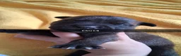 Mixed Breed dogs for sale: Cane corsa cross in Bradford - Advert 7