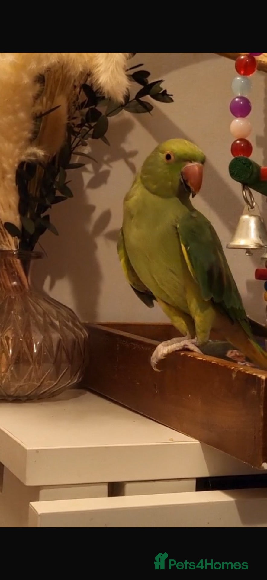 Ringnecks birds Indian Ringneck parrot & Cage - Advert 7