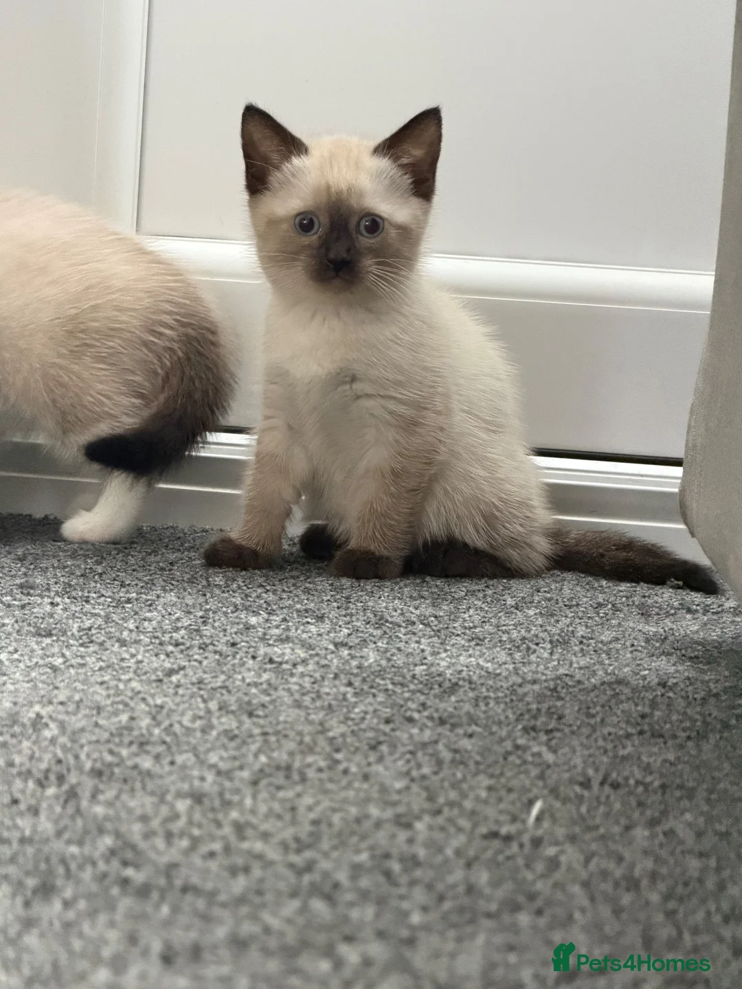 Mixed Breed cats for sale:  ragdoll cross kittens  - Advert 2