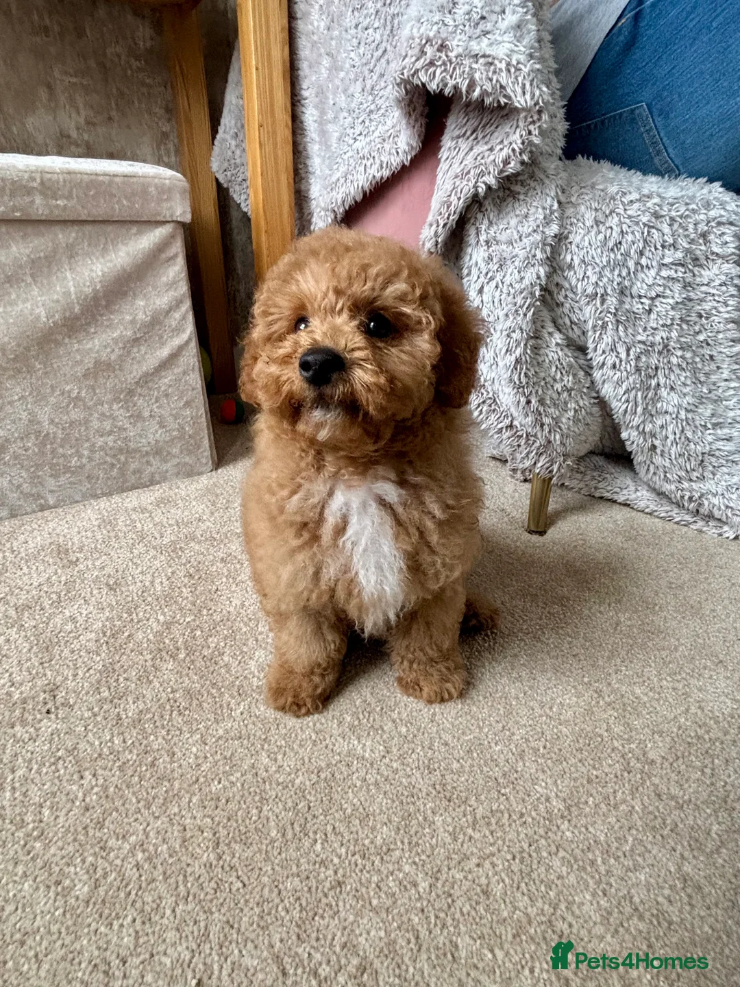 Maltipoo dogs for sale: 🌟🧸2 Gen DNA health tested Red Teddy Maltipoo🧸🌟 - Advert 2