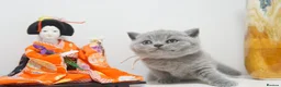 British Shorthair cats for sale: ✨ CIAOKITTY — BLUE BRITISH SHORTHAIR KITTENS ✨ in Widnes - Advert 9