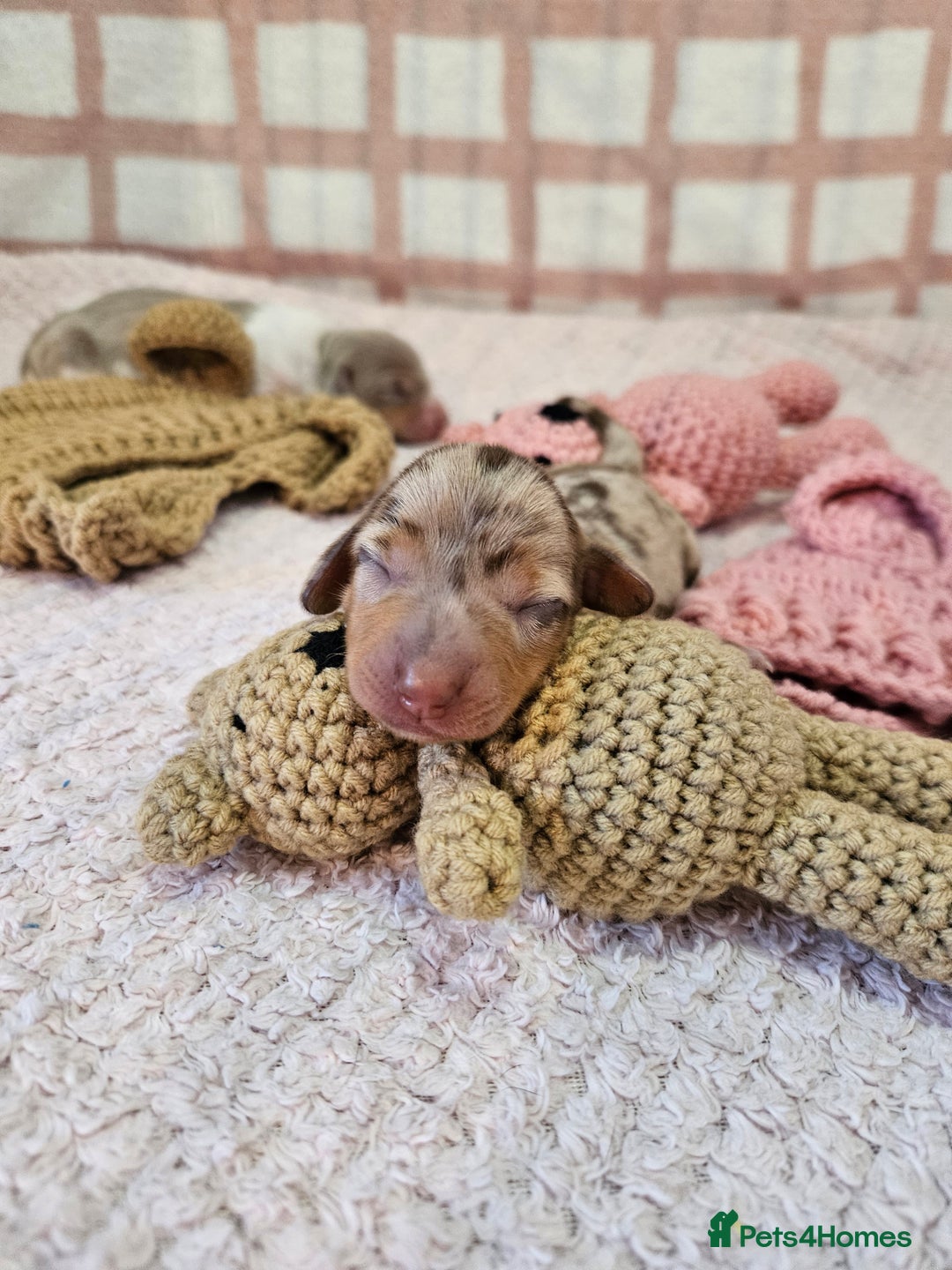 Miniature Dachshund dogs for sale: Stunning KC miniaturedachshunds KC - Advert 15