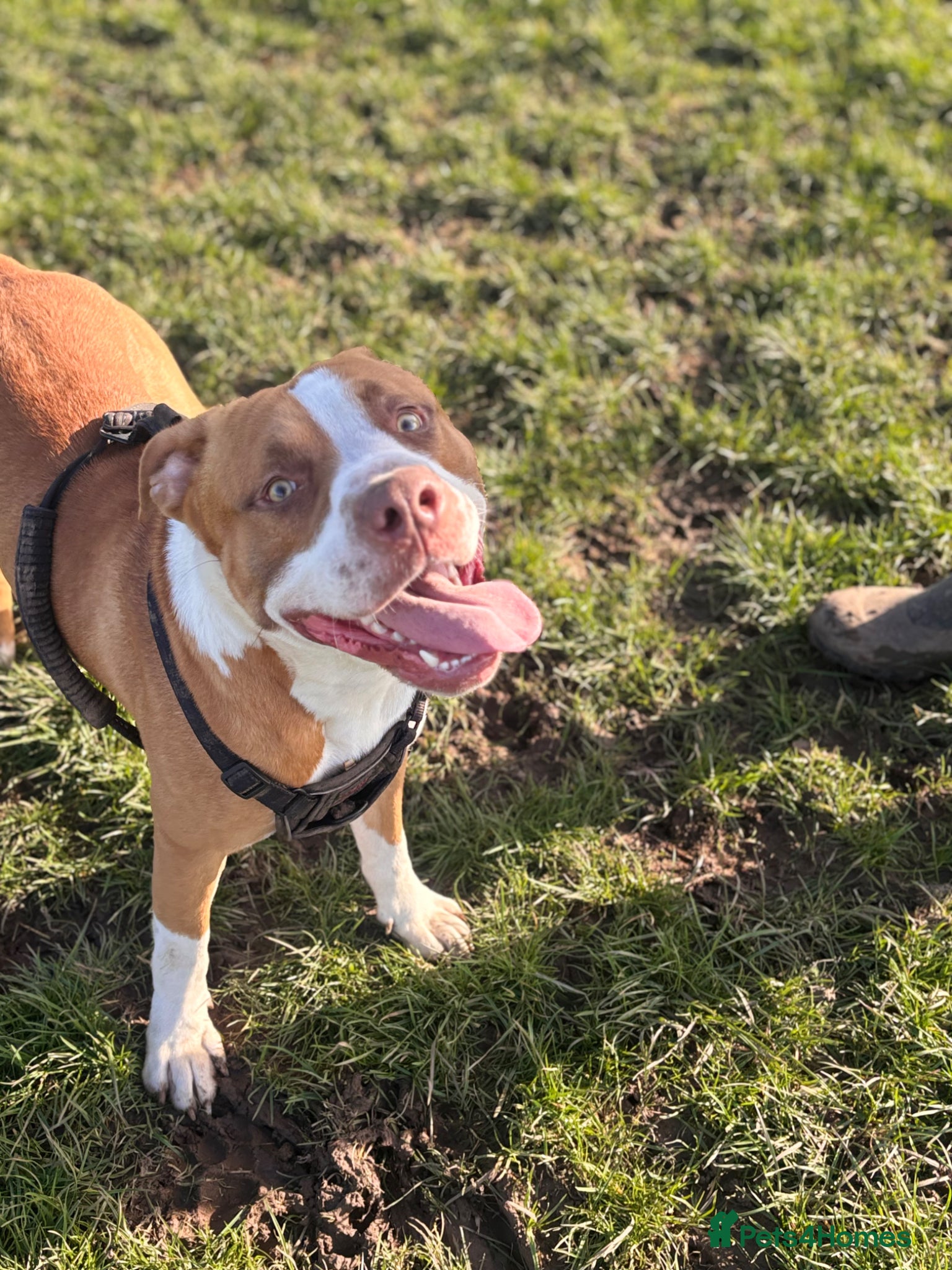 Mixed Breed dogs Loving dog milo - Advert 2