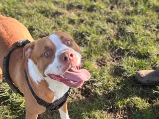 Mixed Breed dogs Loving dog milo - Advert 18