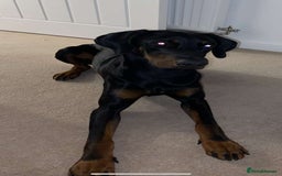 Dobermann dogs for sale: Doberman  - Image 1