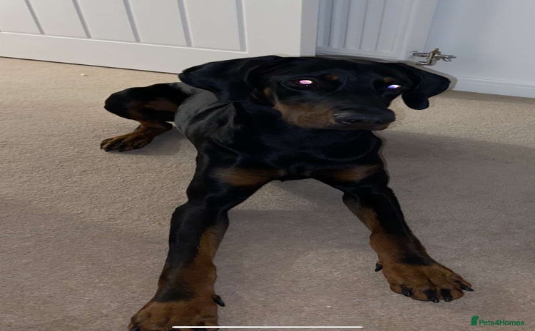 Dobermann dogs - Advert 4