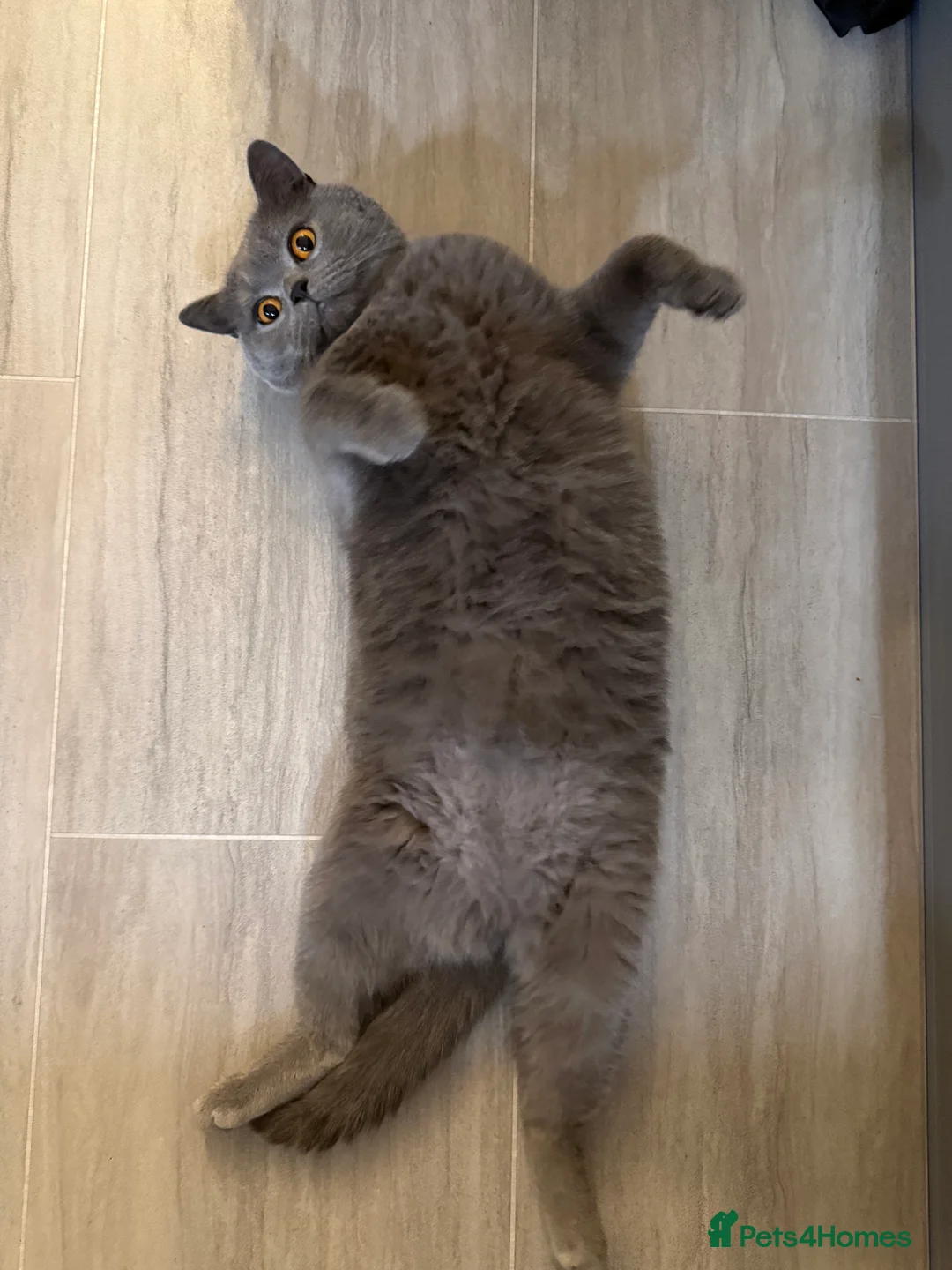 British Shorthair cats for sale: Beautiful BSH male in Wimborne - Advert 4