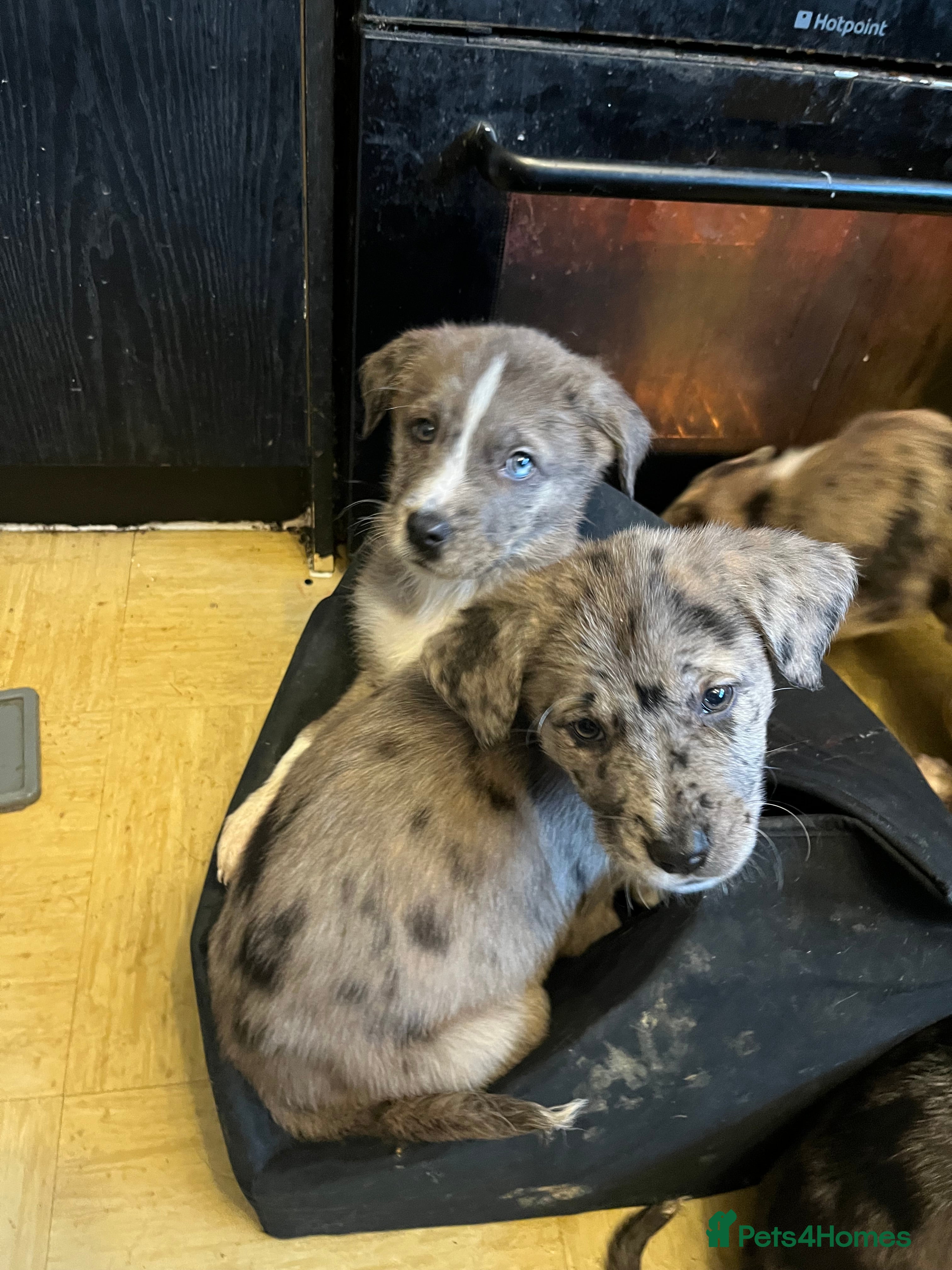 Mixed Breed dogs Family Big Boned Guardian Puppies - Advert 3