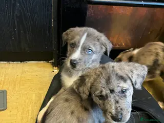 Mixed Breed dogs Family Big Boned Guardian Puppies - Advert 3