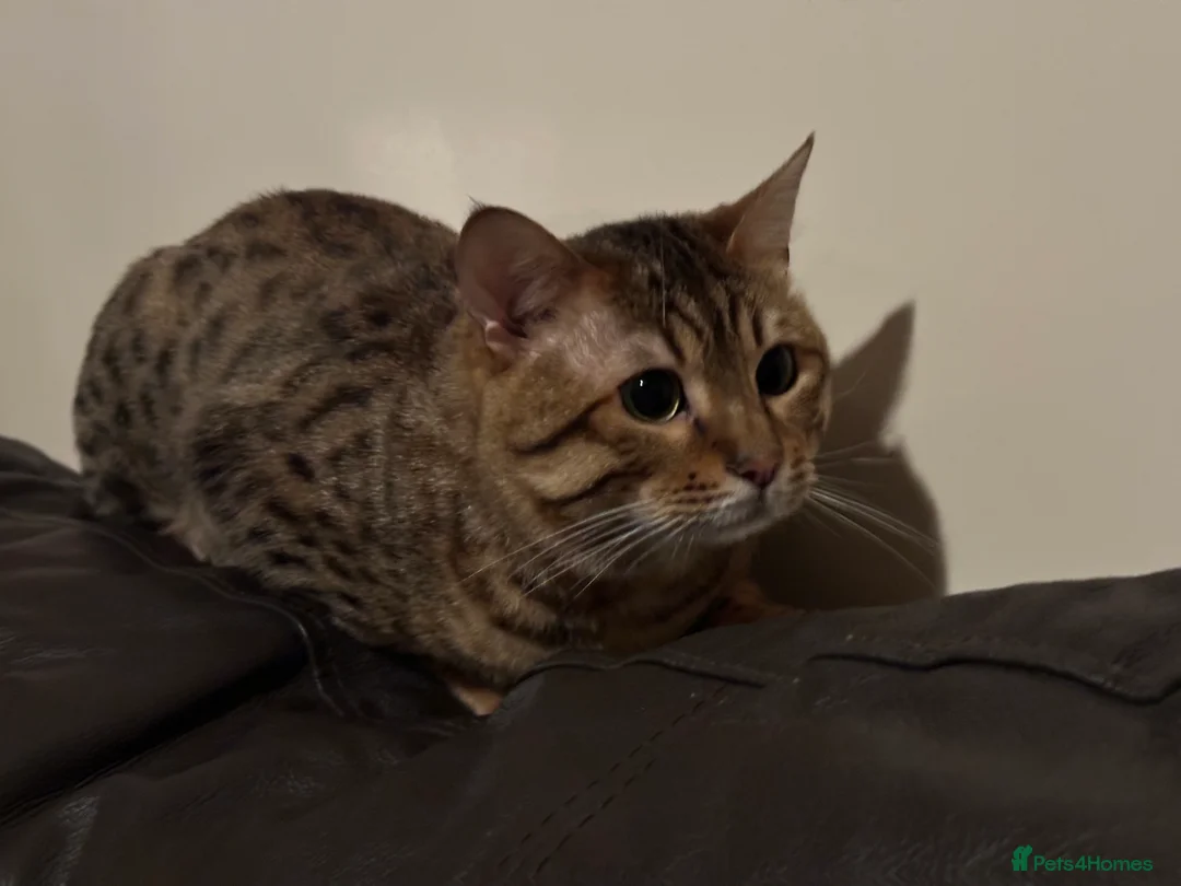 Bengal cats for sale: Bengal Male 2 Years Old – Friendly, Loving - Advert 2