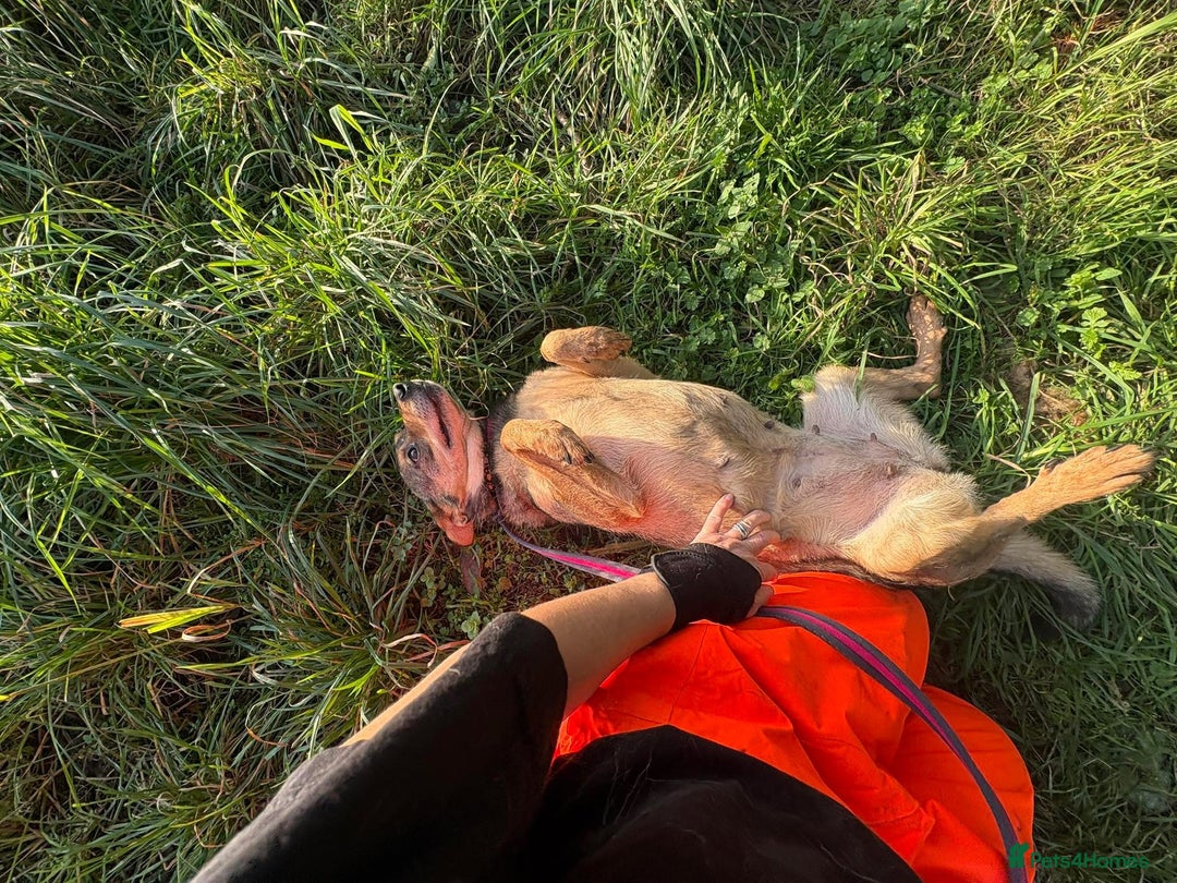 Mixed Breed dogs for adoption: Frannie - Norwich Norfolk  - Advert 8