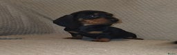 Dachshund dogs for sale: Dachshund puppies - Advert 5