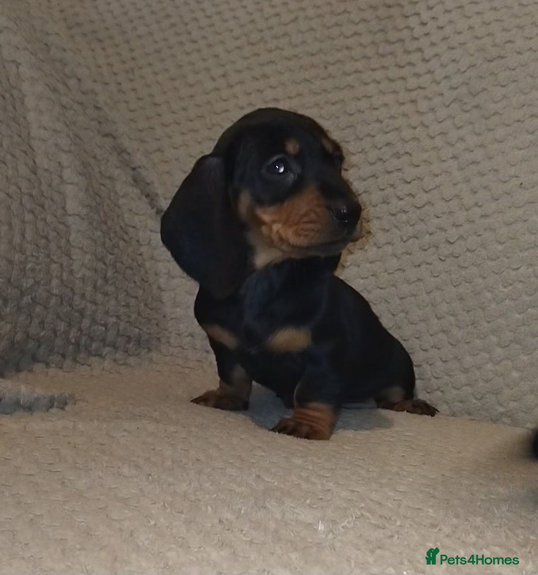 Dachshund dogs for sale: Dachshund puppies - Advert 5