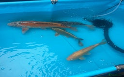 Koi Carp fish for sale: Koi rehoming - Image 3