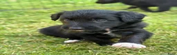 Bordoodle dogs for sale: Bordoodle Puppies ⭐ - Advert 12