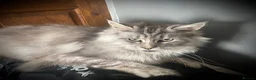 Maine Coon cats for sale: Registered Active Silver Torbie Female Maine Coon  - Advert 4