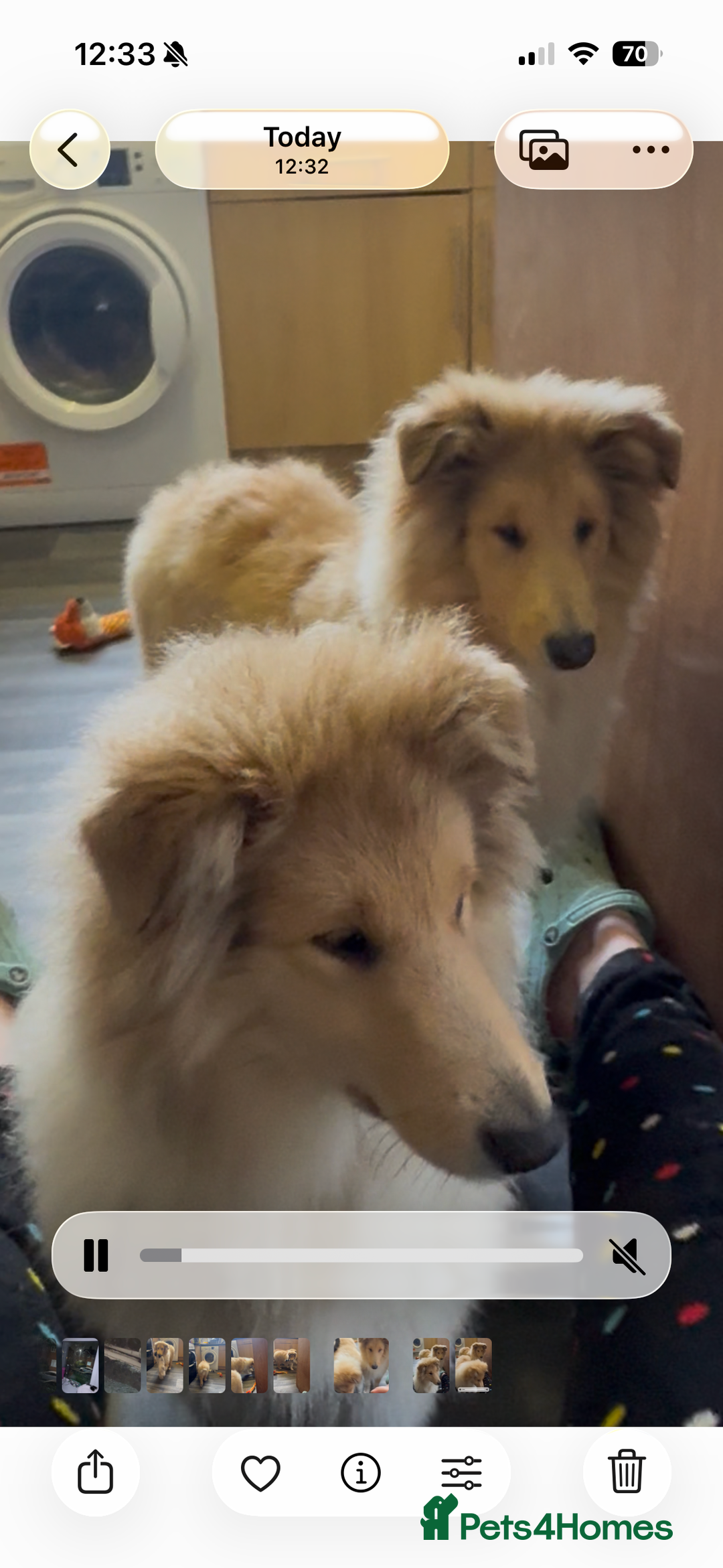 Rough Collie dogs for sale: 2 chunky roughy collie boys left!! - Advert 5