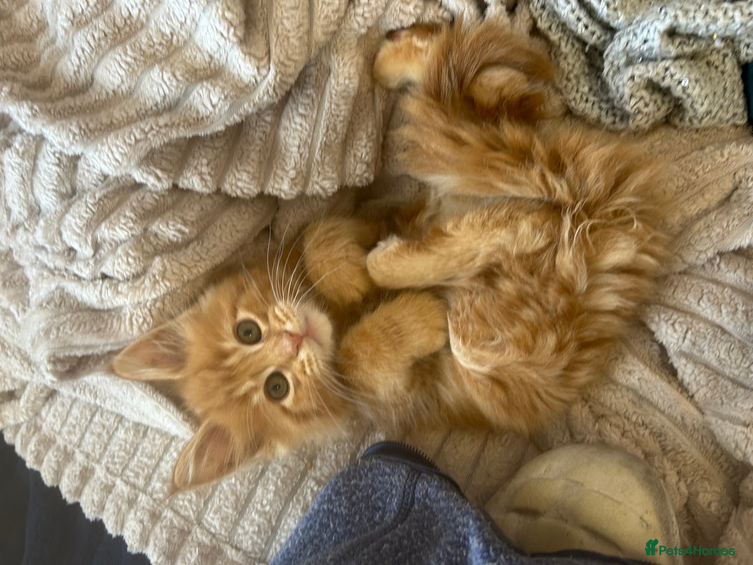 Maine Coon cats for sale: 5 tica registered mainecoon kittens  - Image 23