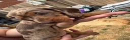 Miniature Dachshund dogs for sale: Miniature dachshunds  - Advert 13