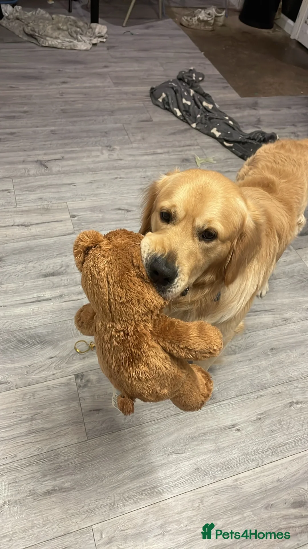 Golden Retriever dogs for sale: Goldie in Manchester - Advert 1