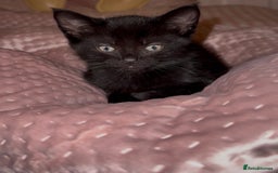 British Shorthair cats for sale: Pairs of Kittens - £100 for 2 (must be paired) - Image 10