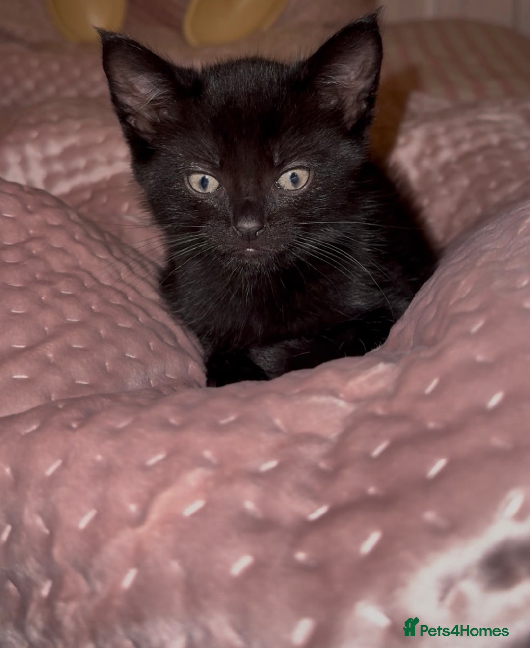 British Shorthair cats for sale: Pairs of Kittens - £100 for 2 (must be paired) - Image 10