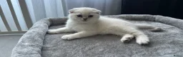 Scottish Fold cats for sale: 5 Kittens Scottish Fold - Advert 10