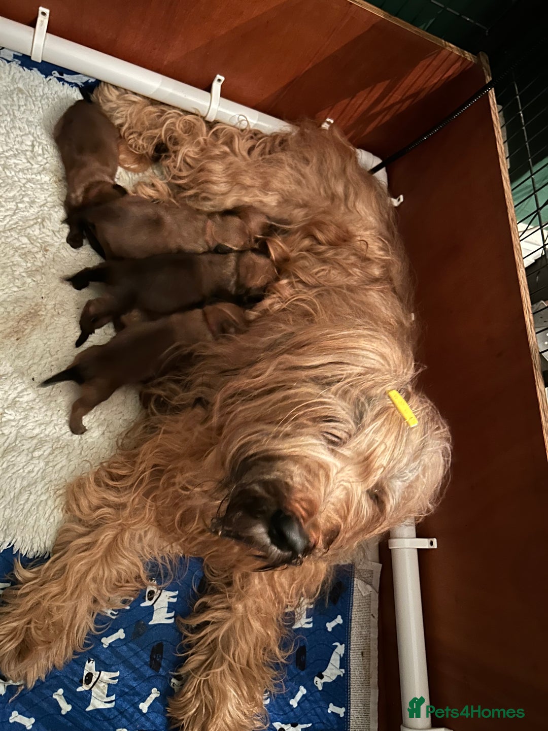 Briard dogs for sale: Amazing pedigree Briard Pups - Image 3