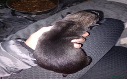 Siberian Husky dogs for sale: Husky  - Image 9