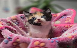 Mixed Breed cats for sale: 5 mixed kittens for sale! - Image 5