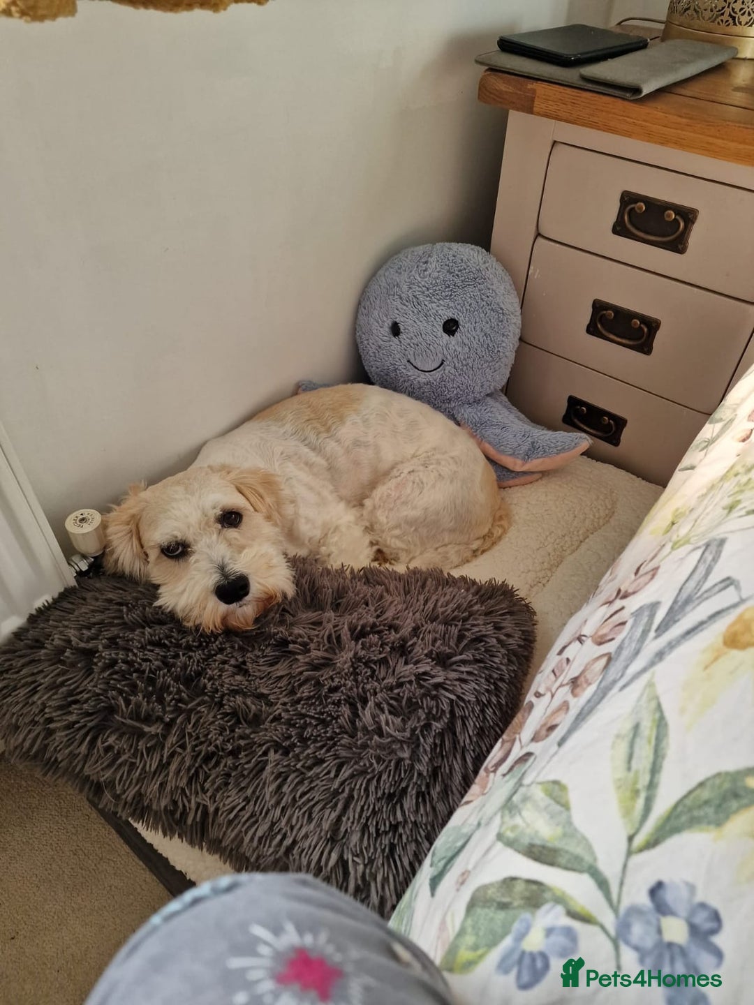 Shichon dogs for sale: Dog for rehome - Advert 3