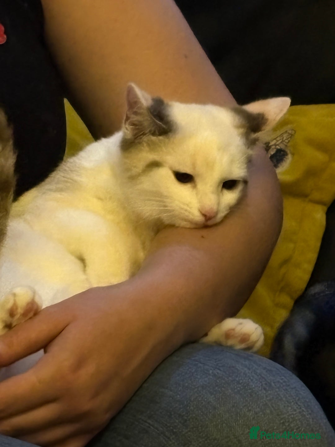 Ragdoll cats for sale: 3 Rag Cross Kittens - Image 4