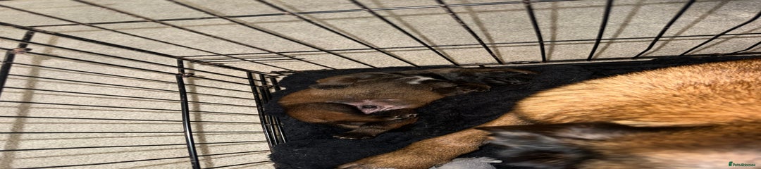 Belgian Shepherd Dog Puppy 1