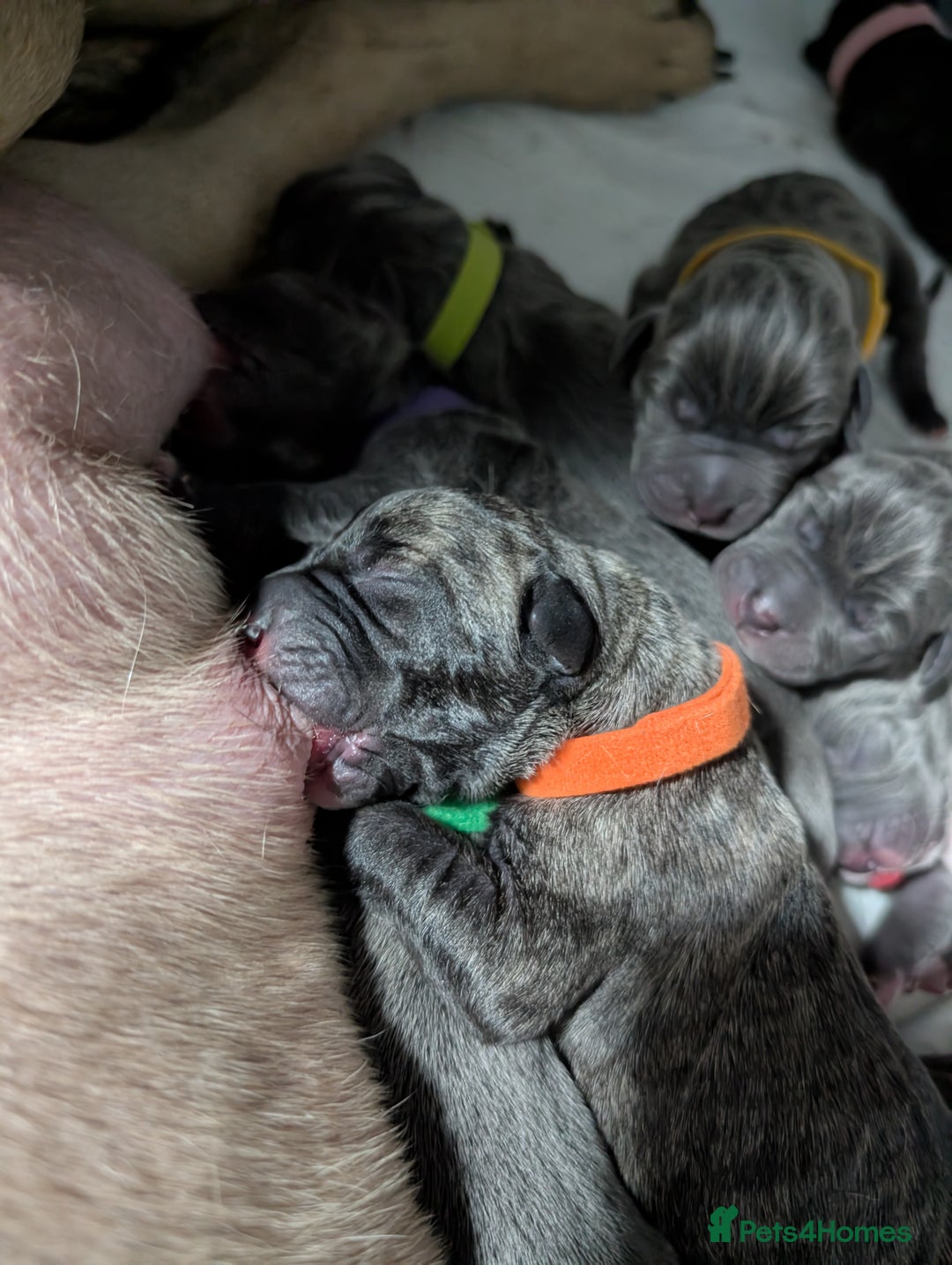 Cane Corso dogs for sale: Cane corso puppies  - Advert 30