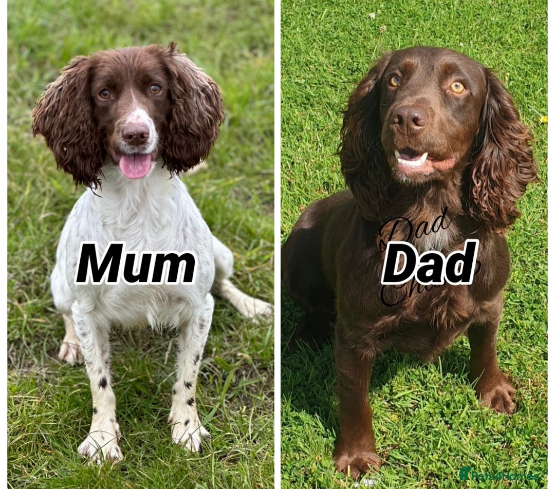 Sprocker dogs for sale: Fully Health Tested Sprocker Spaniel Puppies - Advert 6
