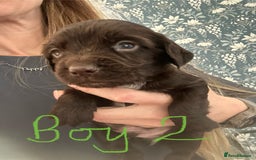 Sprocker dogs for sale: Sprocker Spaniel - Advert 3