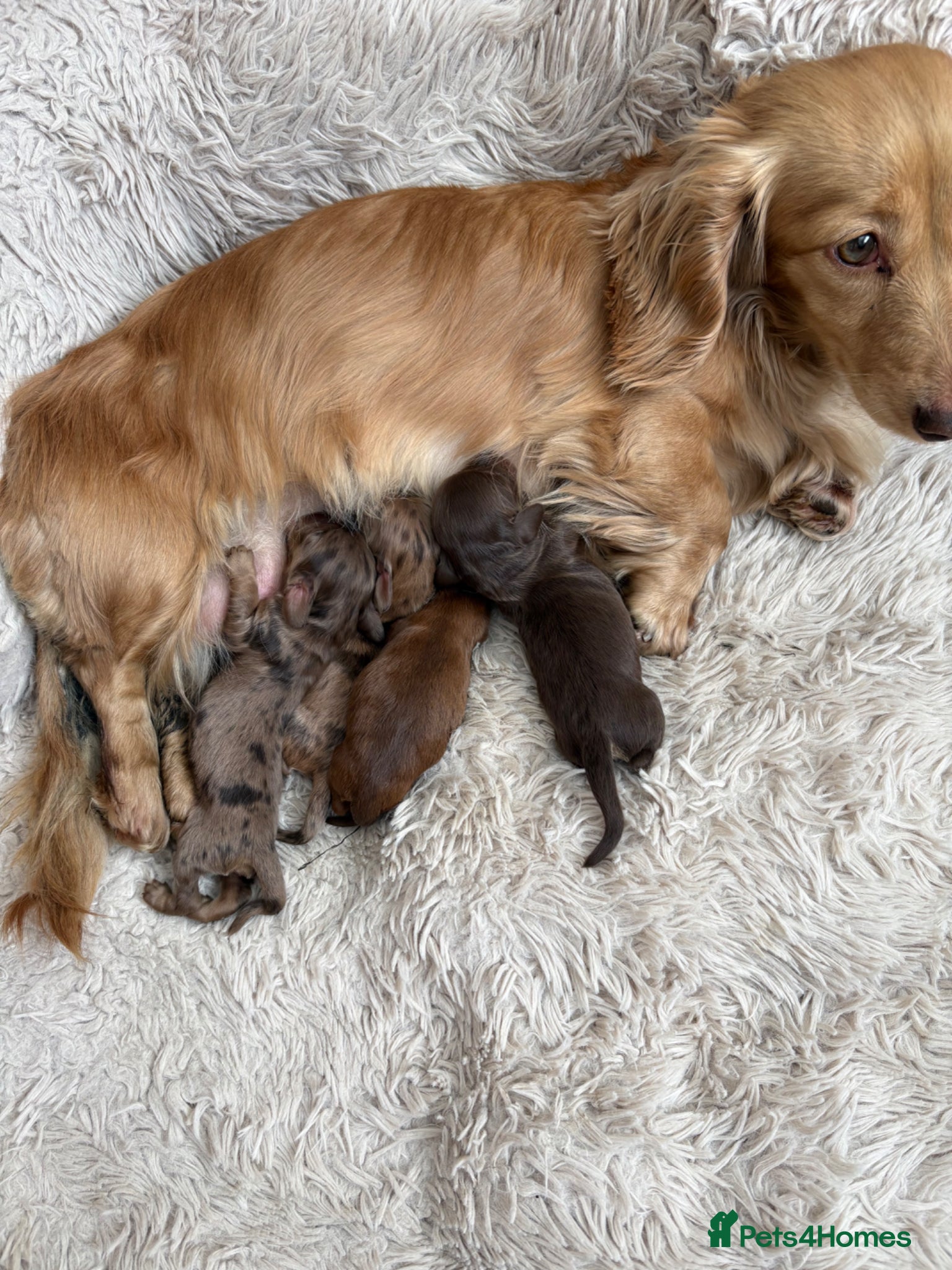 Miniature Dachshund dogs Long haired mini dapple dachshund pups - Advert 2