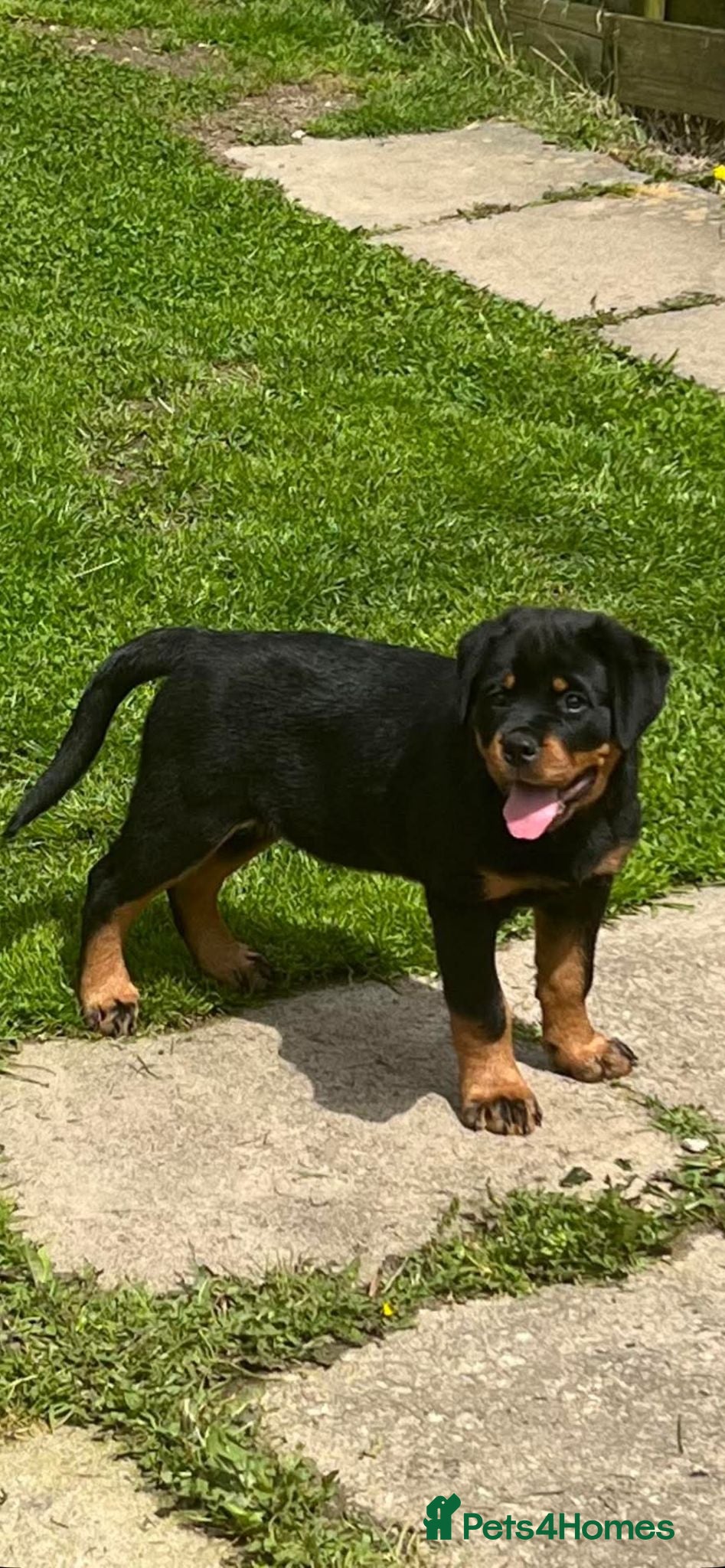 Rottweiler dogs KC Top ROTTWEILER Puppies , German blood - Advert 5