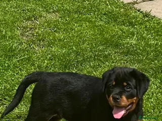 Rottweiler dogs KC Top ROTTWEILER Puppies , German blood - Advert 5