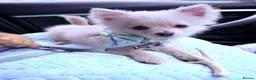 Pomchi dogs for sale: Little but mighty bear 🐻‍❄️  in Lincoln - Advert 9