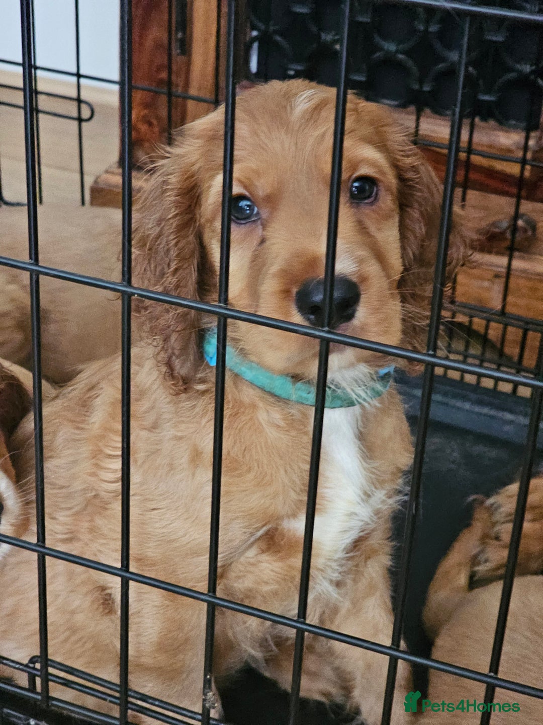 Mixed Breed dogs for sale: Cockalier/Springer Spaniel puppies ready for you! in London - Image 17