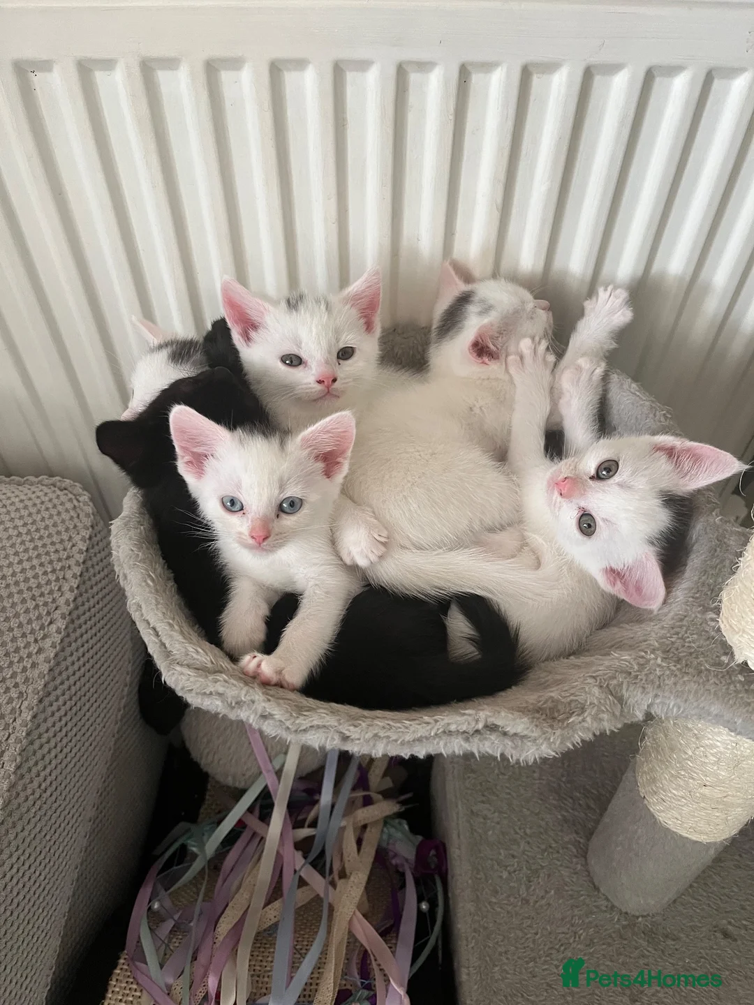 Mixed Breed cats for sale: White kittens - Advert 7