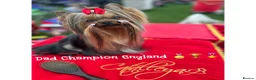 Yorkshire Terrier dogs for sale: Tiny Yorkshire terrier puppies🐶♥️💙💚 - Advert 6